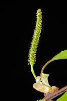 Bouleau  (Betula pendula) - chaton avec fleurs femelles